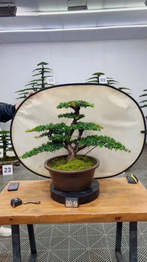 无花朵造型盆景一物一拍