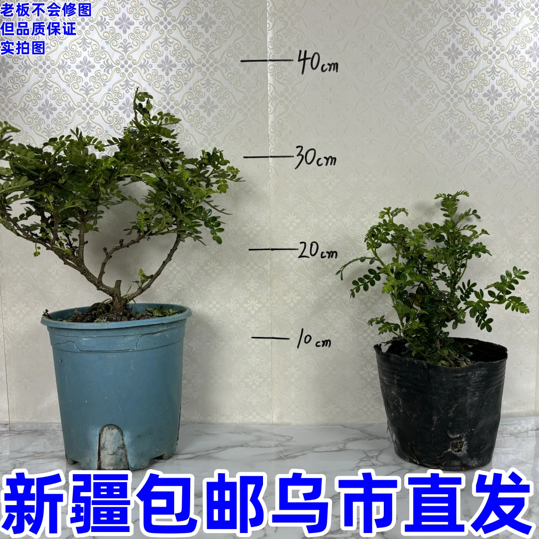 清香木---正宗胡椒清香木盆栽包邮植物室内花卉九里香老桩盆景