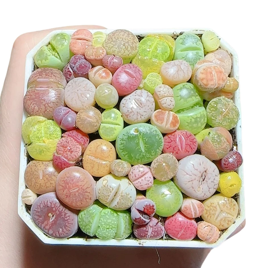 彩拼生石花满满一盆 【18包邮发货】