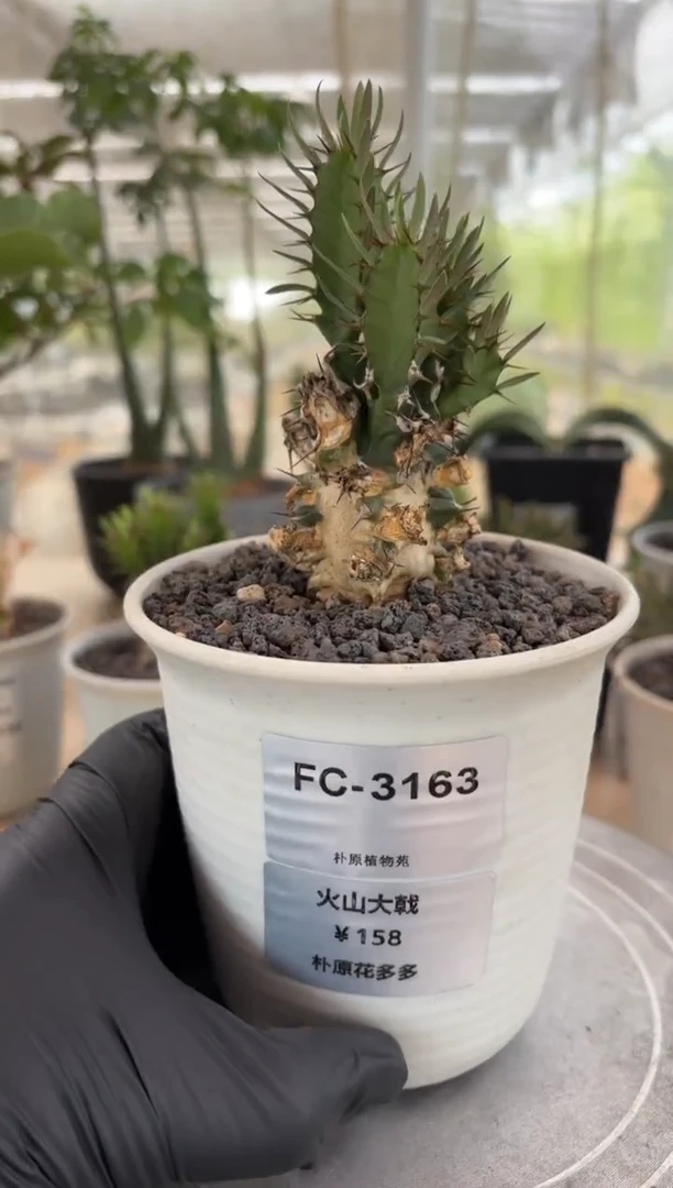 火山大戟FC-3163
