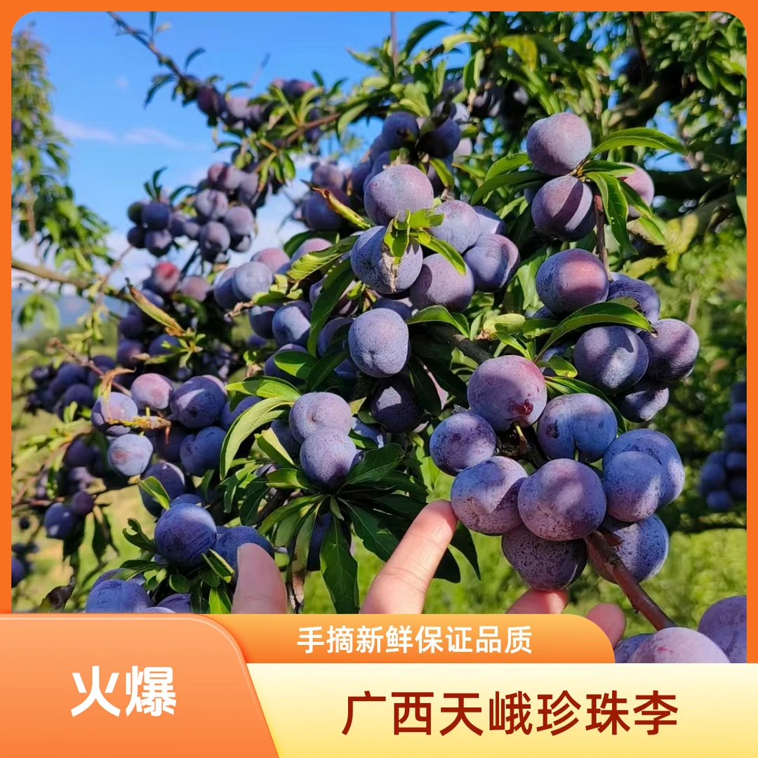 【善和团队】广西天峨珍珠李 广西天峨【包邮】发货