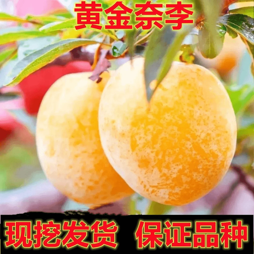新品种果苗黄金奈李蜂糖李子苗果树嫁接果树苗南北方庭院种植耐寒