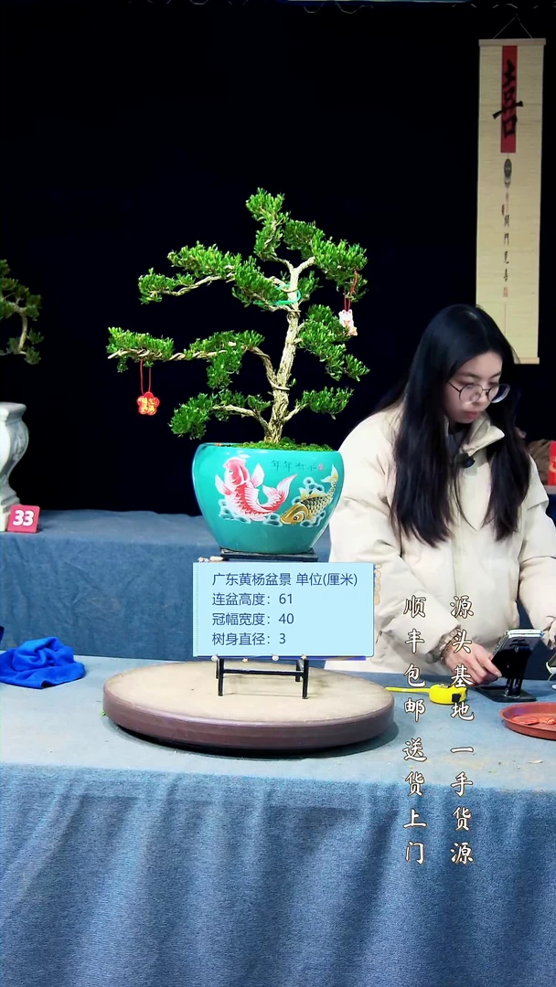 【闪购商品】黄杨盆景黄杨盆景