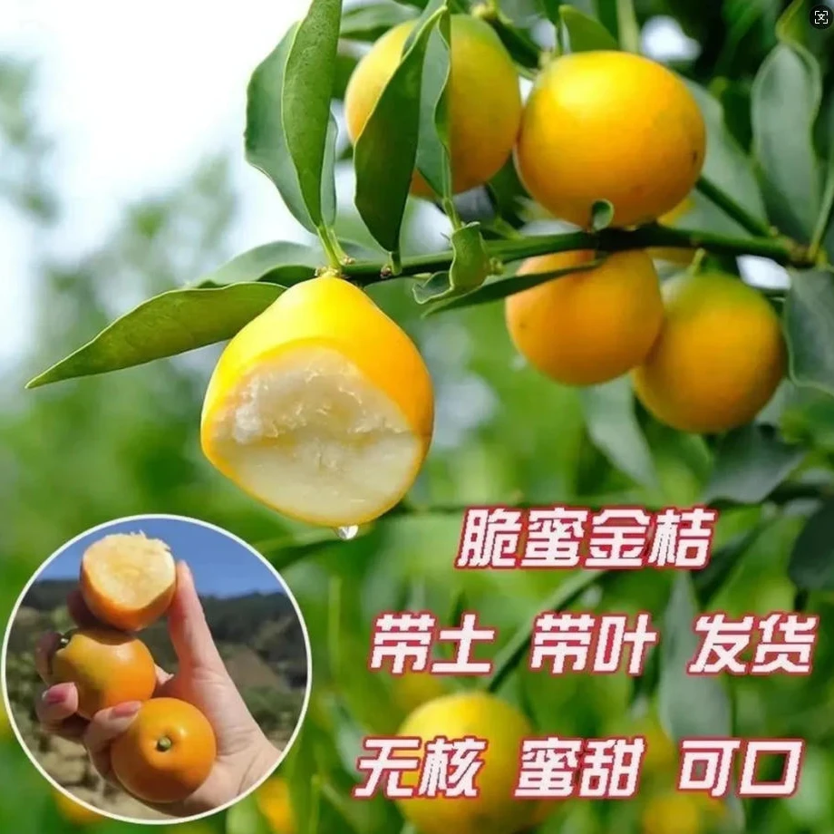 【带果发货】嫁接脆皮金桔酸甜地栽盆栽室内室外种植20个果子左右
