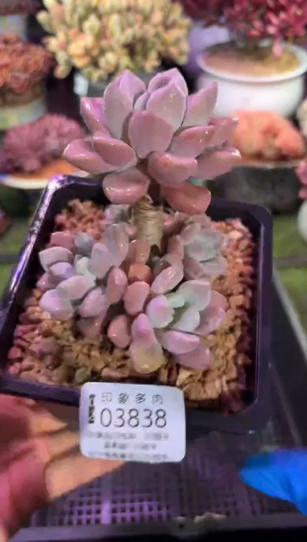 【闪购商品】03838