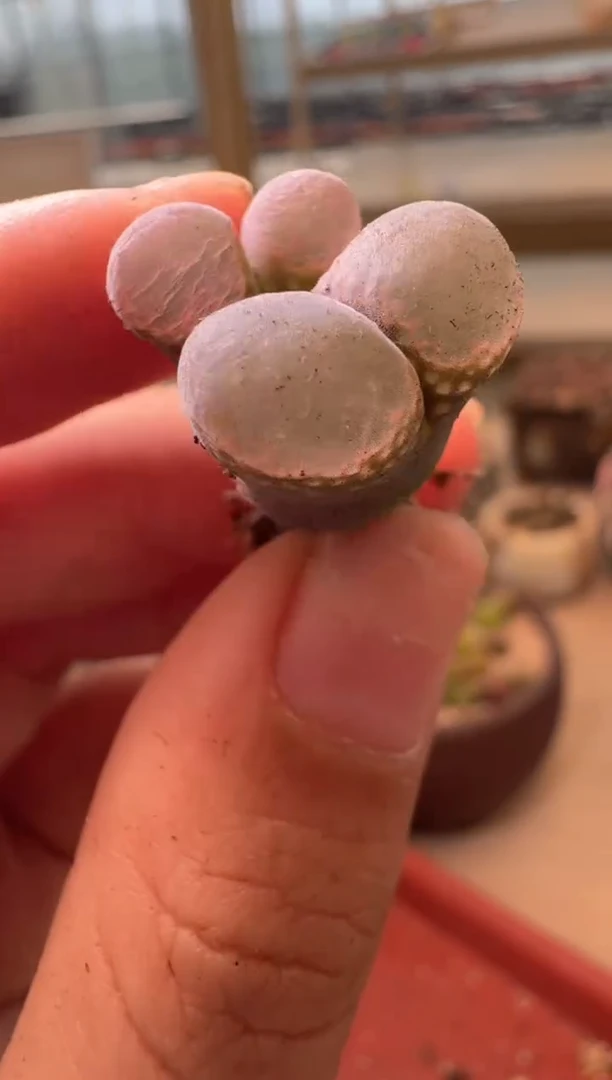 14-91多肉植物肉锥