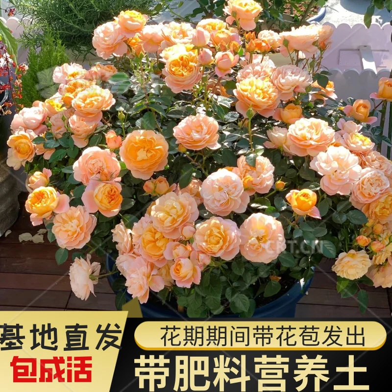 果汁阳台月季花苗玫瑰发货大花浓香四季开