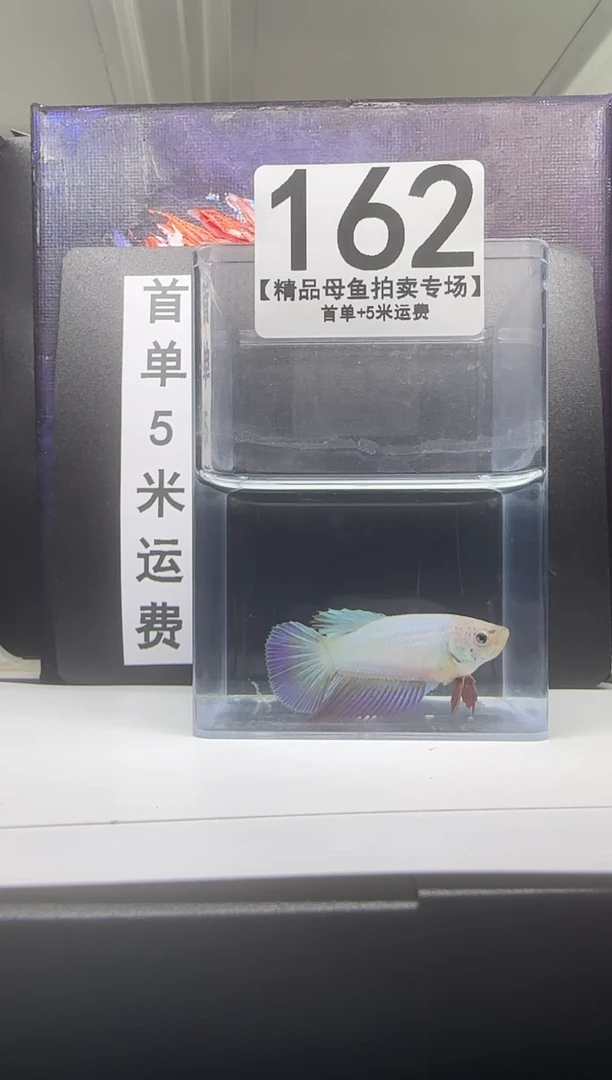 斗鱼母鱼编号：162