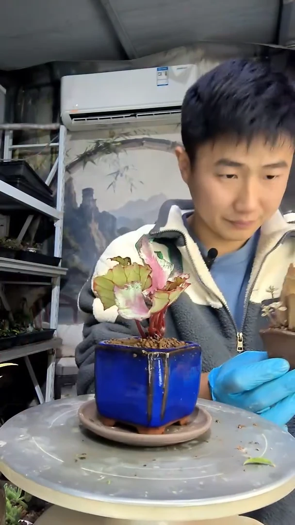 段****?中青园艺一物一拍花20