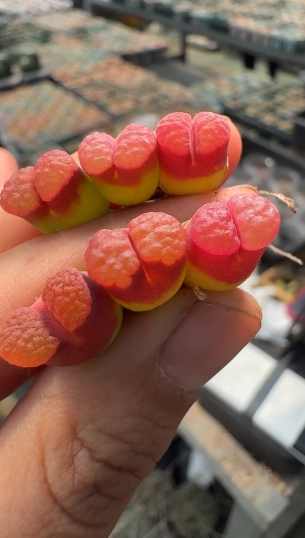 疯狂的多肉石头2·ppmt磁铁一颗