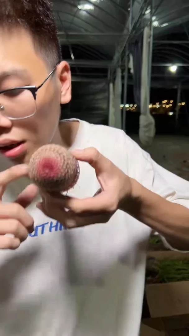 3颗 实生根 红太阳 高5-7cm