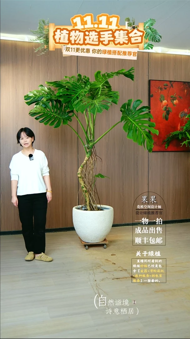 完全开放海*老桩龟背竹种好栽好一整套送货上门