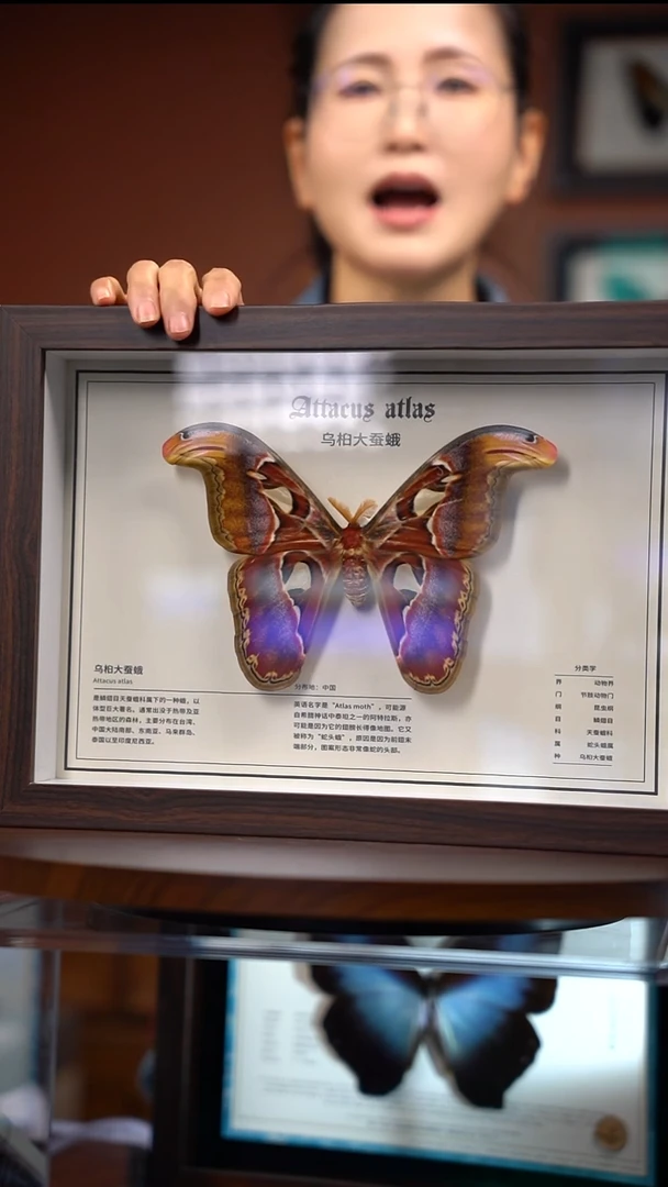 R129   乌桕大蚕蛾      拍下不退不换