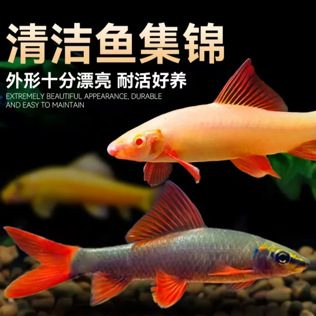 彩虹鲨粉红鲨金苔鼠热带观赏鱼清洁鱼缸吃粪除藻可混养鱼观赏鱼
