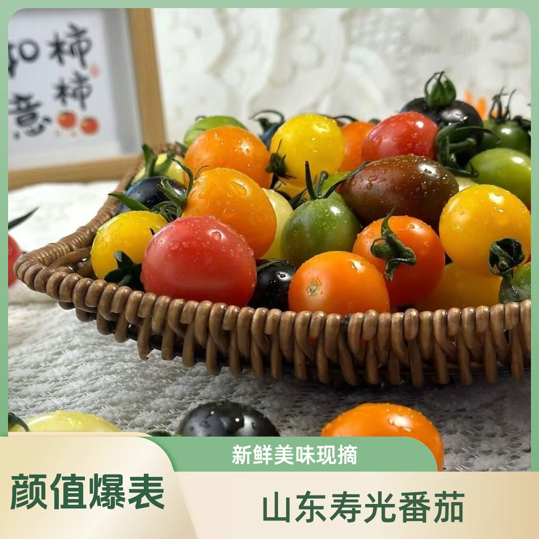 山东寿光七彩小番茄圣女果新鲜现摘青口蜜千禧果彩色小番茄2斤起