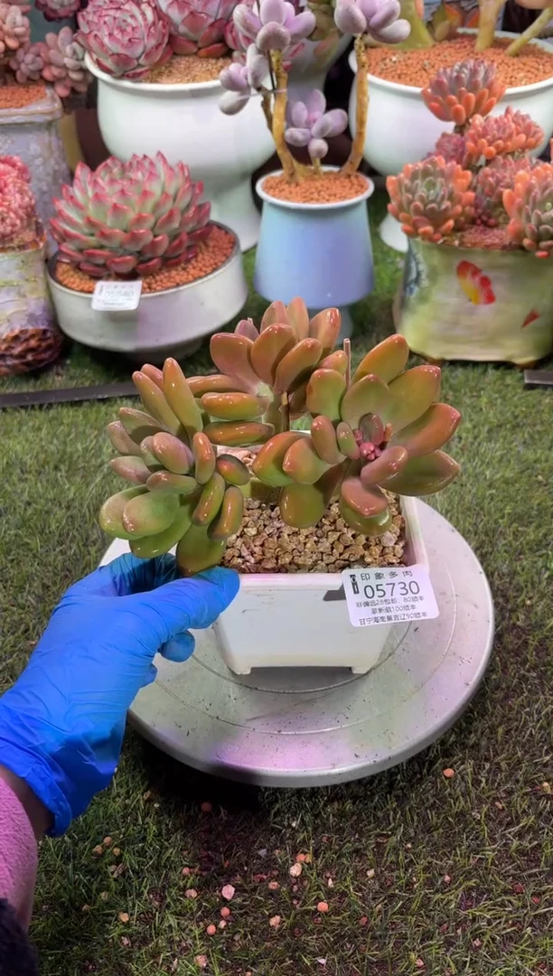 【闪购商品】05730