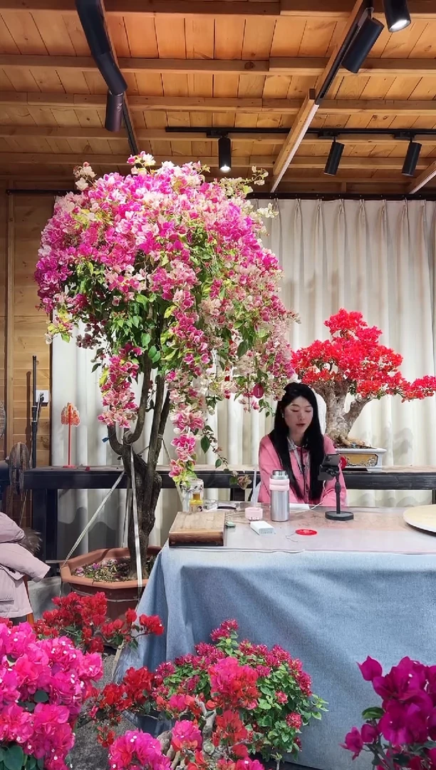 【闪购商品】盆景漳红樱