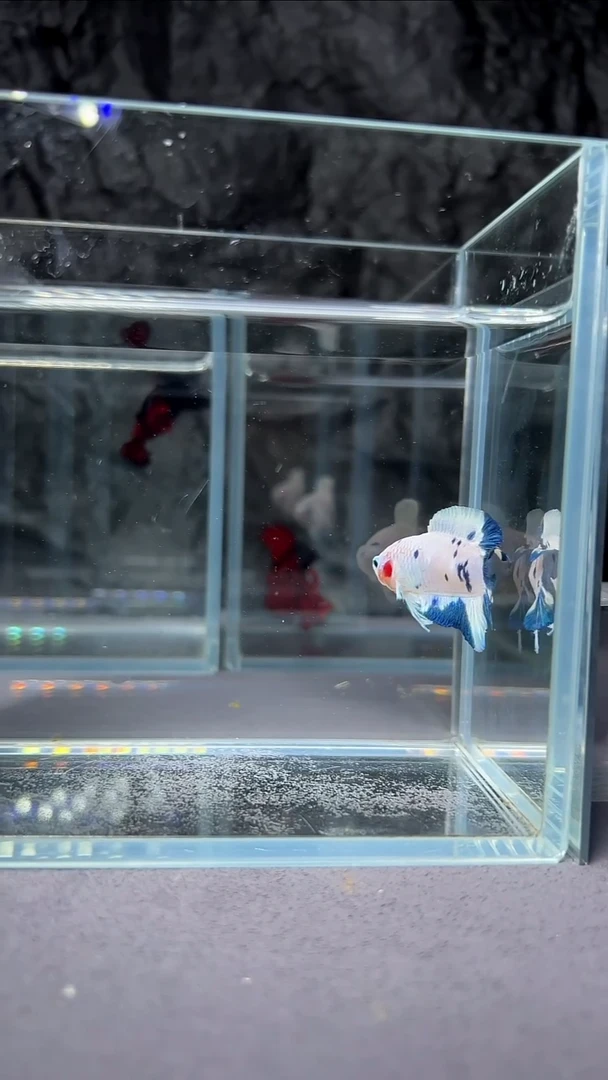 斗鱼竞拍链接A092
