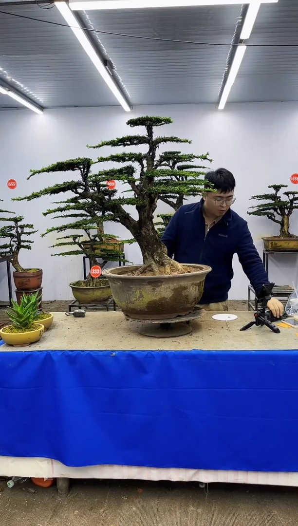 以实际为准一物一拍，所见即所得