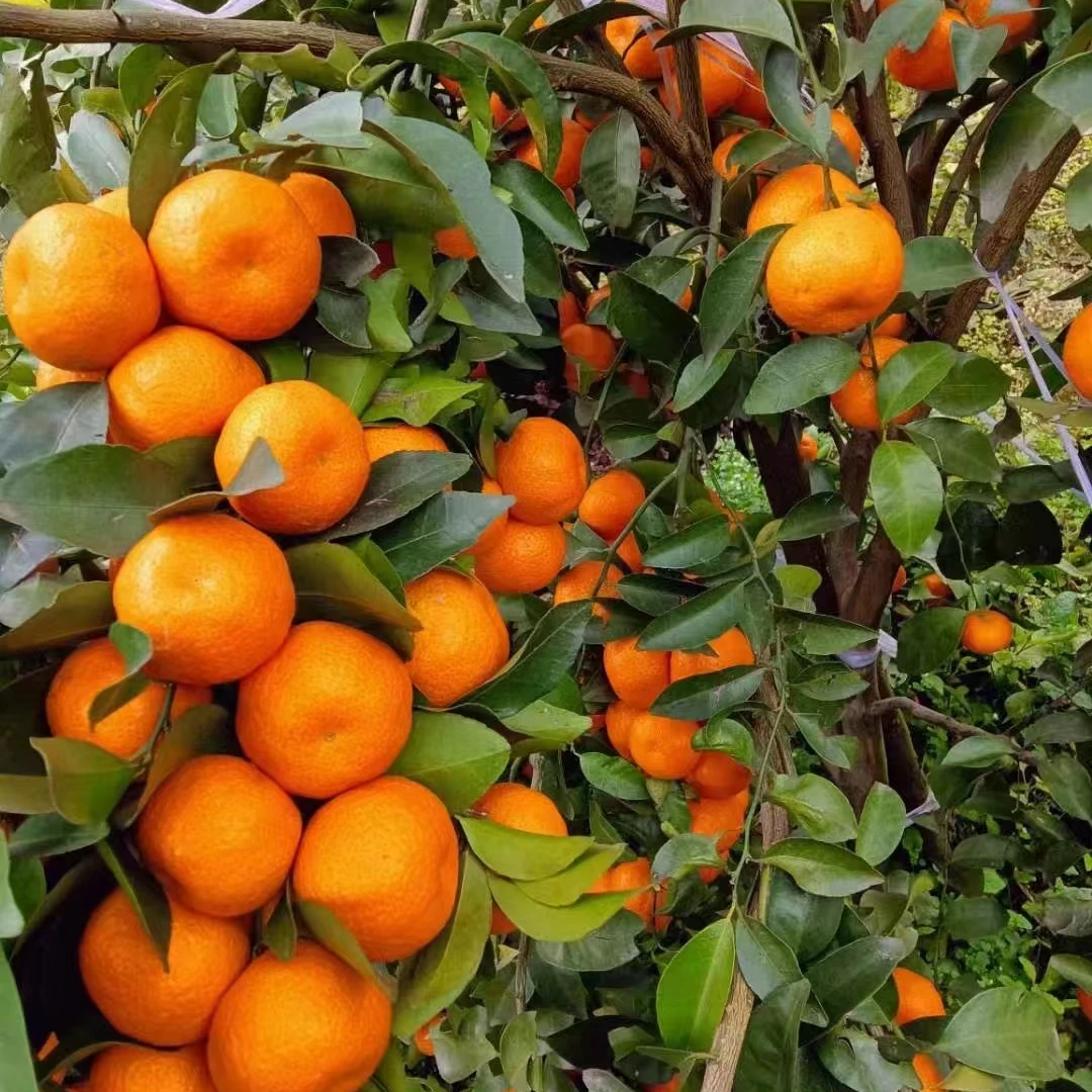 一物一拍花卉仿真/绿植园艺 > 花卉/绿植盆栽 > 高端盆景/盆栽