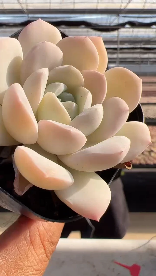 【闪购商品】福利-54