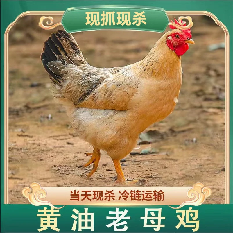 【老舅】放养2年黄油老母鸡 带内脏 3只净重6斤