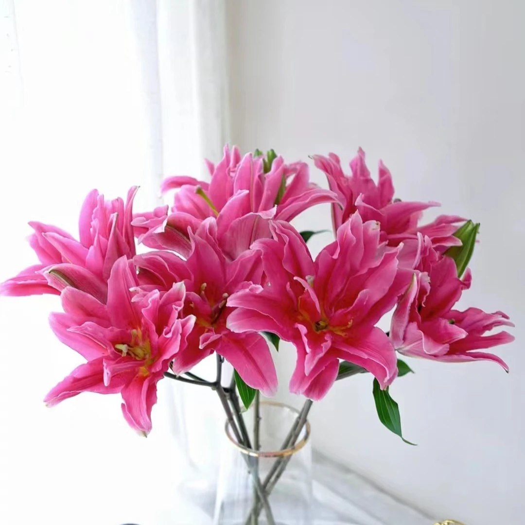 A级 红美人重瓣香水百合