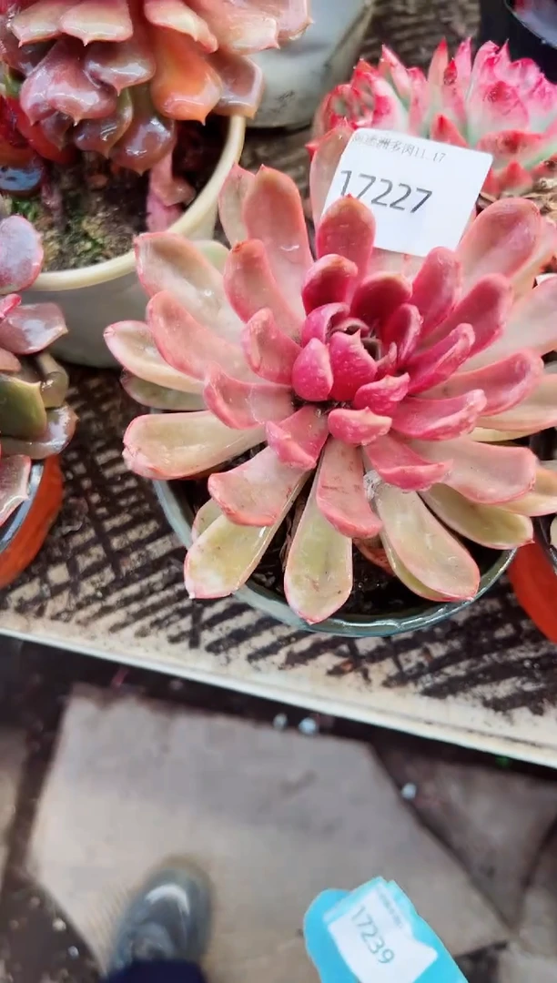 越**好多肉植物一物一拍17227