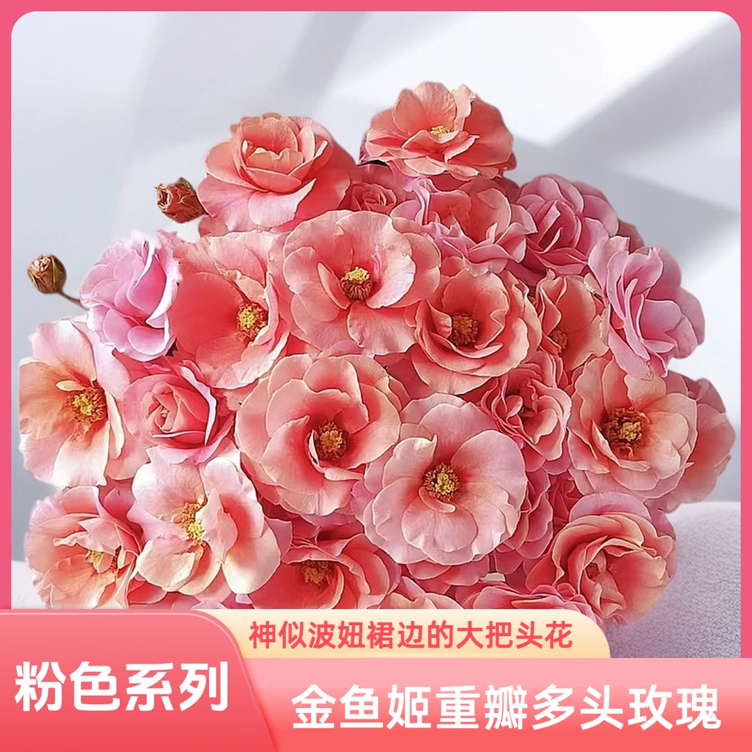【AAA级金鱼姬多头玫瑰】非常稀有的神似波妞裙边的花型，花苞超多！