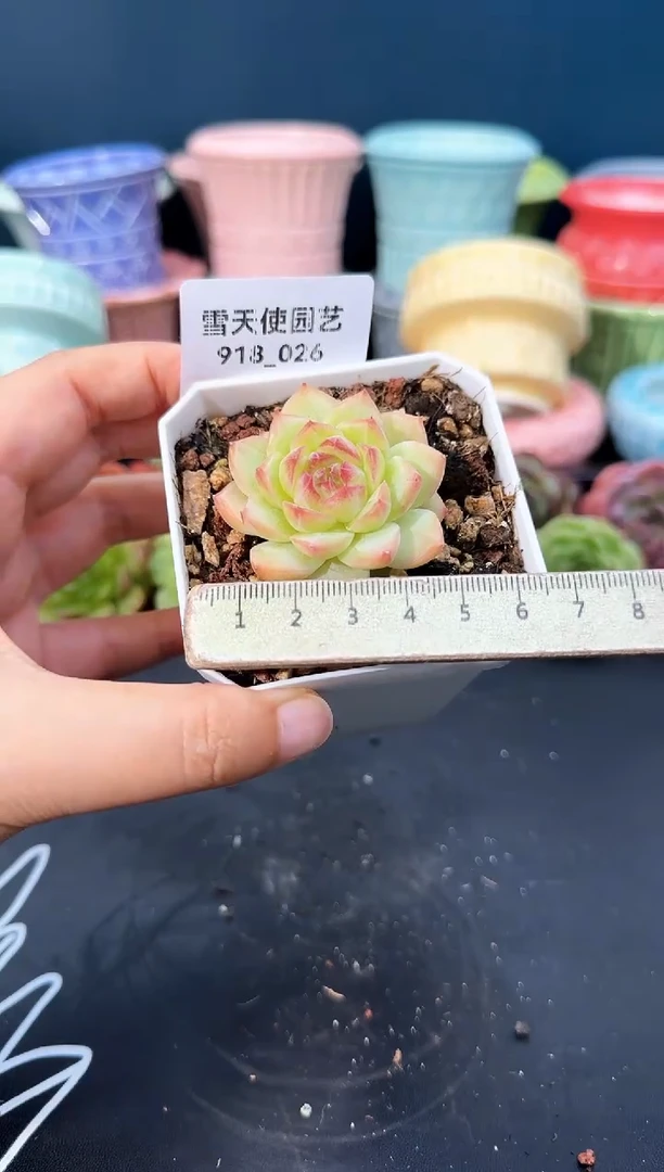 918-026青山（冠幅5CM）