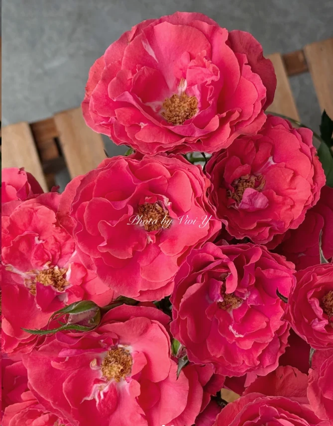 【植艺】真红之翼 拍满三单及以上顺丰空运包邮10支装%20不售后