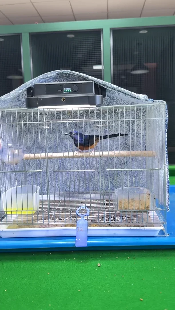 33号长尾养笼0元起拍