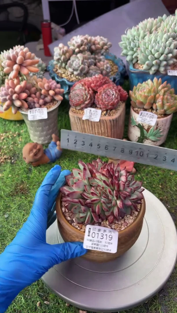 昆明印象多肉01319
