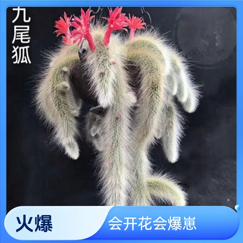 带根有崽子九尾狐多肉4盆长白毛新手容易养殖会开花爆崽崽