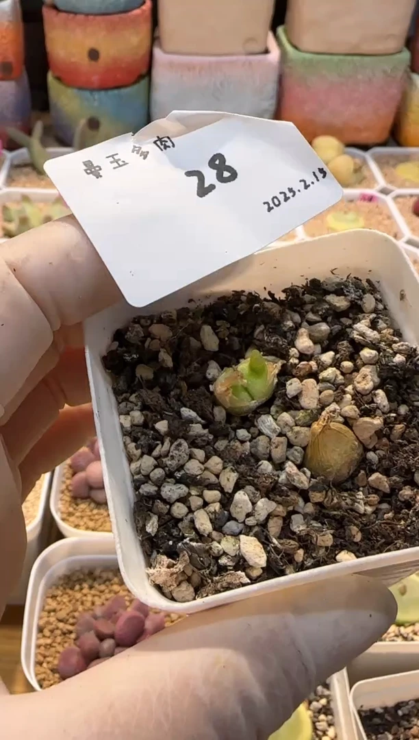 【闪购商品】25.2.15-28拖鞋