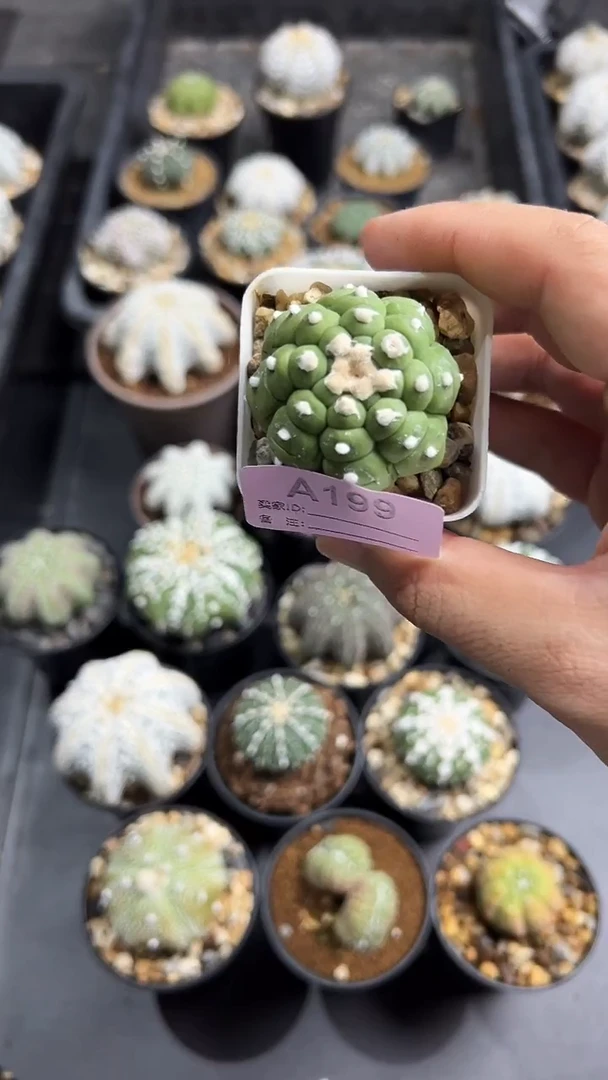 耳*实生根星兜一颗编码A199
