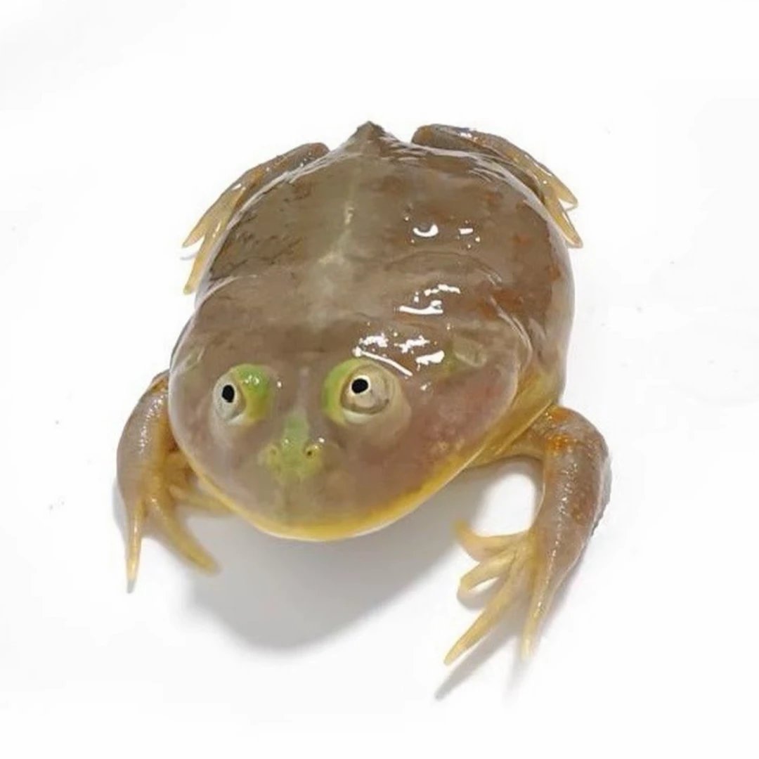 小丑蛙猫眼珍珠蛙活体宠物角蛙水栖蛙萌宠