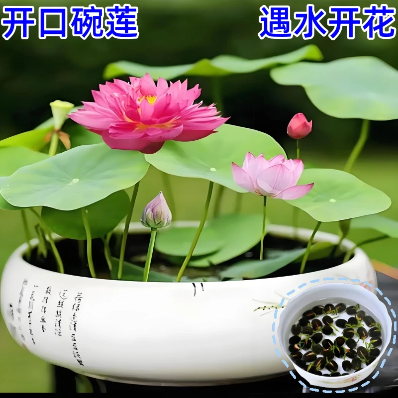 【遇水开花】碗莲种子卧室四季种植室内外绿植睡莲水培植物荷花阳台