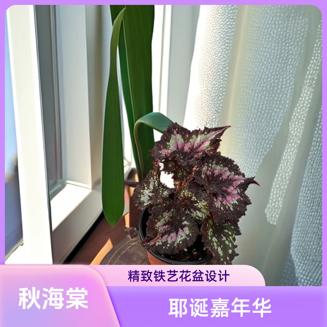 耶诞嘉年华 秋海棠热植 福利款不包叶损《两单包邮》