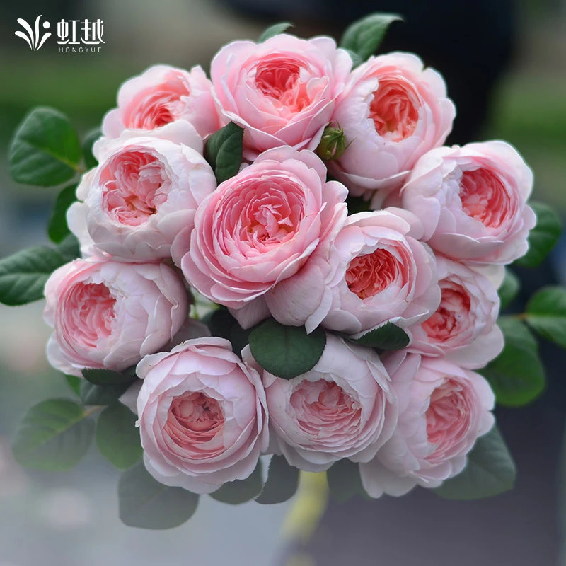 虹越 | 月季花苗龙沙宝石藤冰山好养四季开花藤本爬墙灌木盆栽