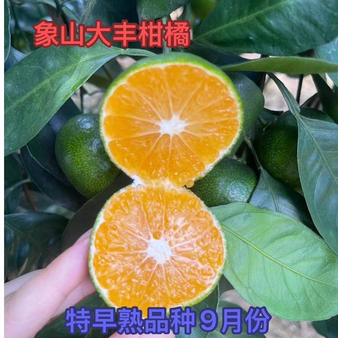 大丰密橘【9月份特早熟30年老品种】宁波象山核心产区直供包邮
