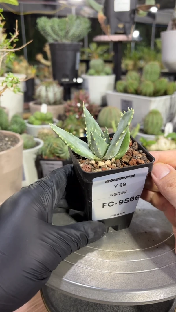 皮尔兰斯芦荟FC-9566