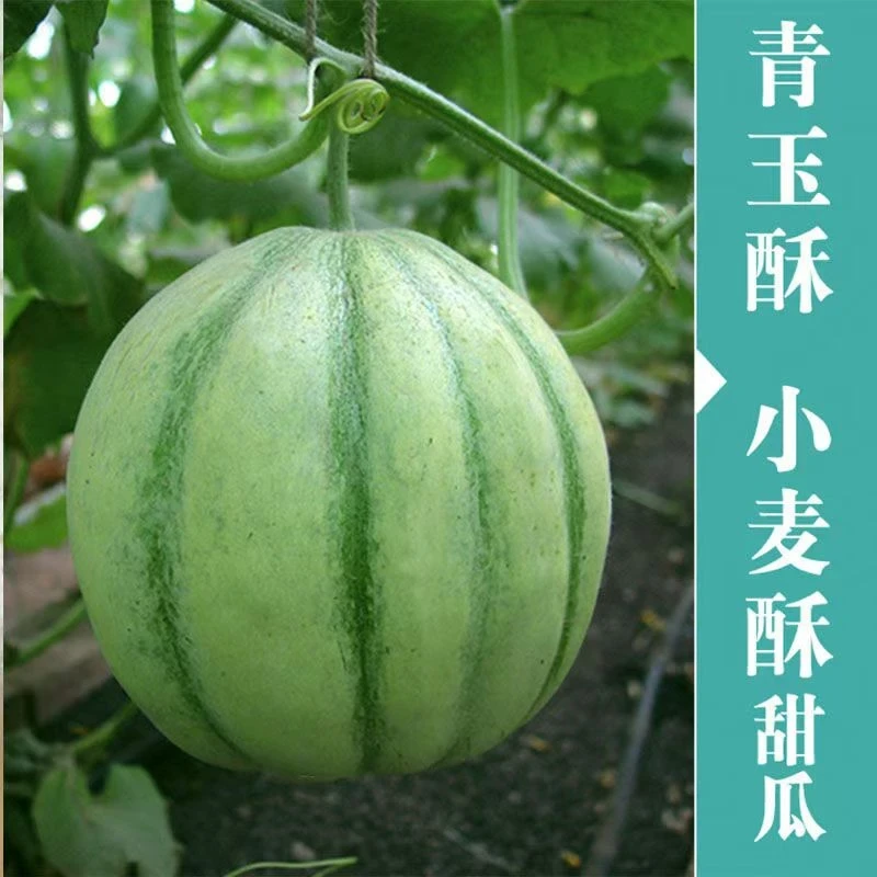 【全店满8包包邮】青玉酥香瓜种子
