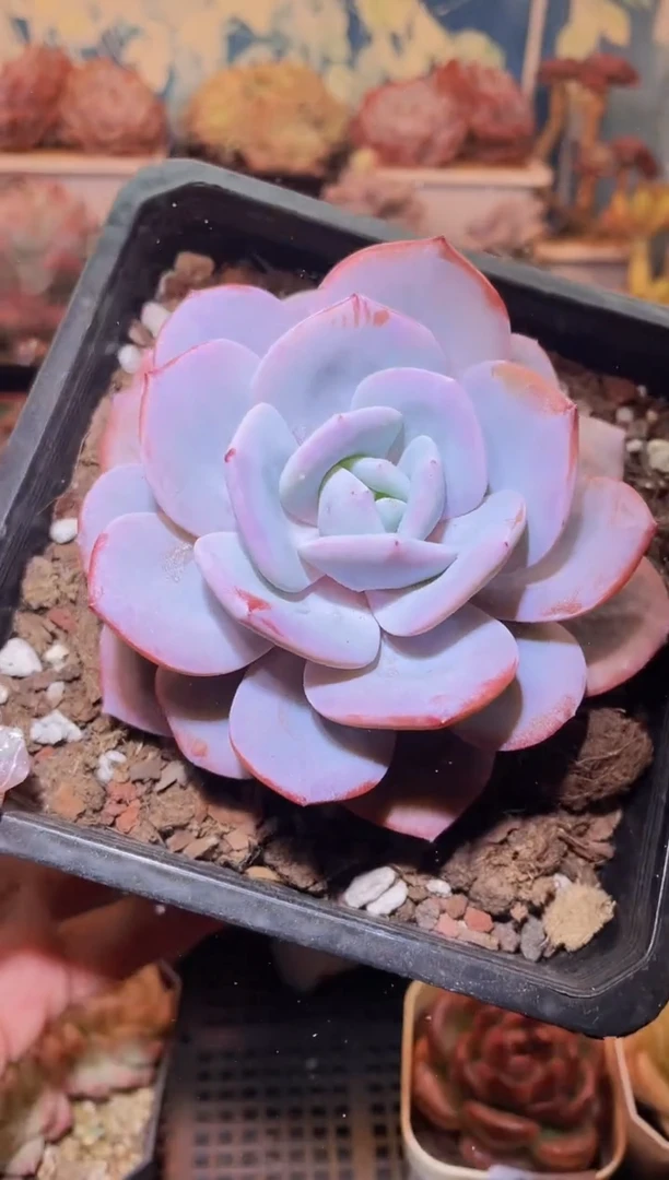 【闪购商品】195奶茶