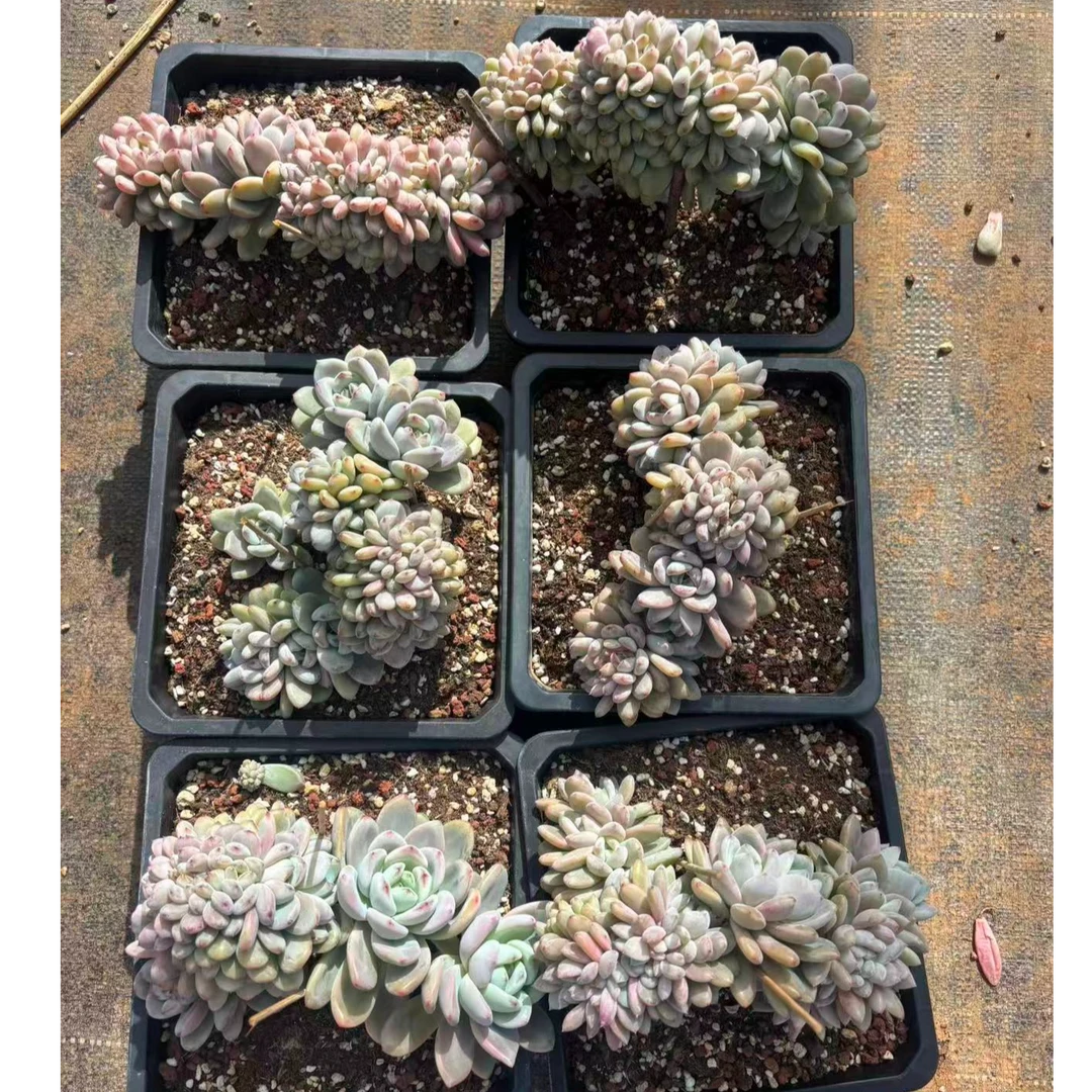 植迷园艺多肉植物12月22日星星雪缀