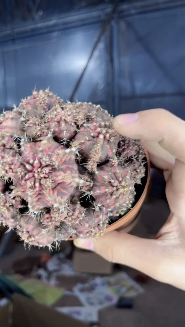 【闪购商品】多头 粉钻海神