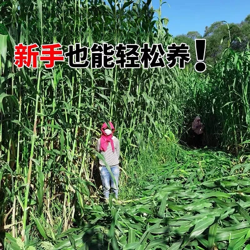 进口甜高粱牧草种子猪马牛羊爱吃的草籽四季种植高产
