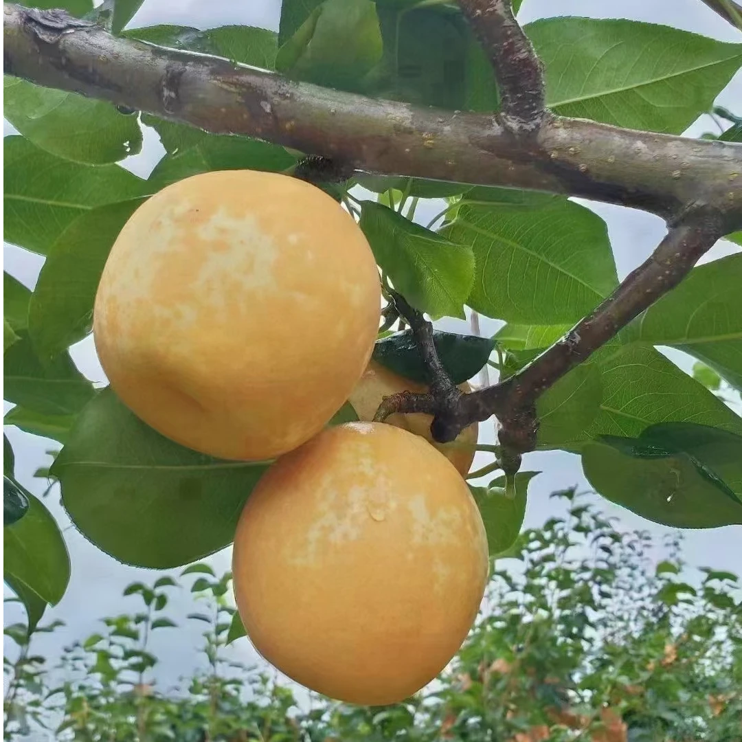 【百农好禾精选】广东清远连州水晶梨清甜水润解暑爽口整箱包邮