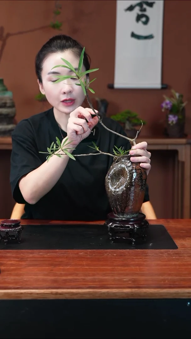 无花朵水培栀子花盆景盆景