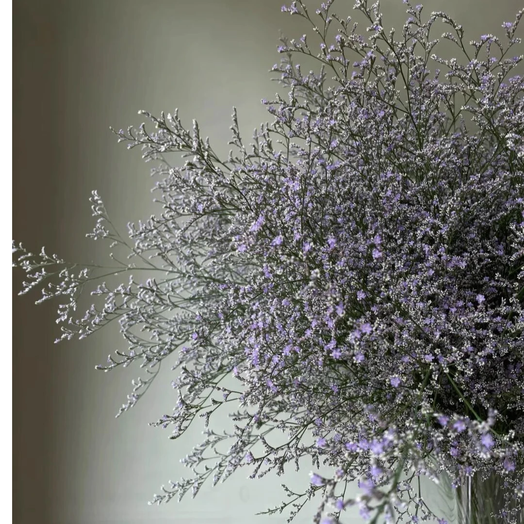 雾色朦胧感情人草鲜花插花水养可做干花云南直发花束真花家居装饰